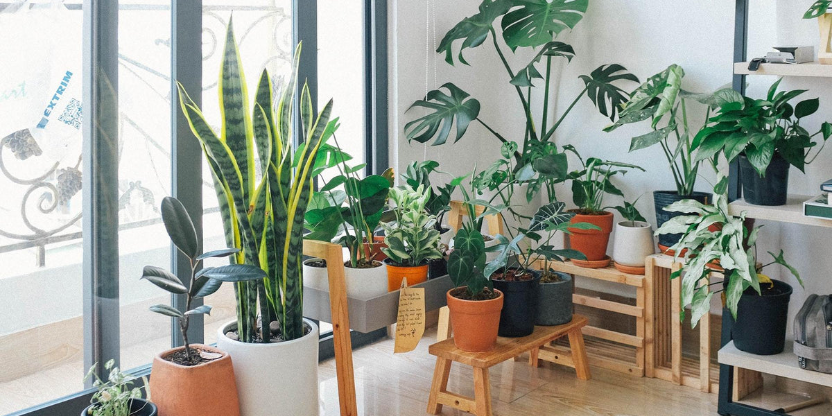 🌲 5 Must-Have Houseplants for Winter 🌲