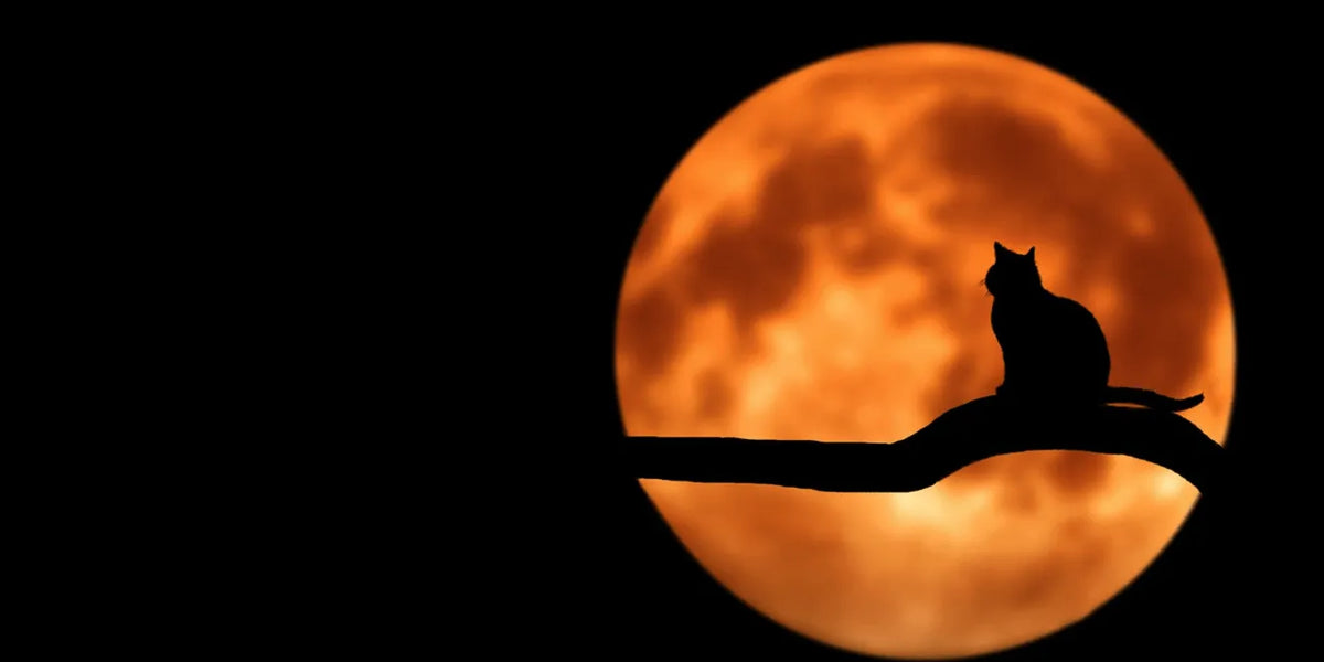 Celebrate Spooky Season with Our Halloween-Themed Cases