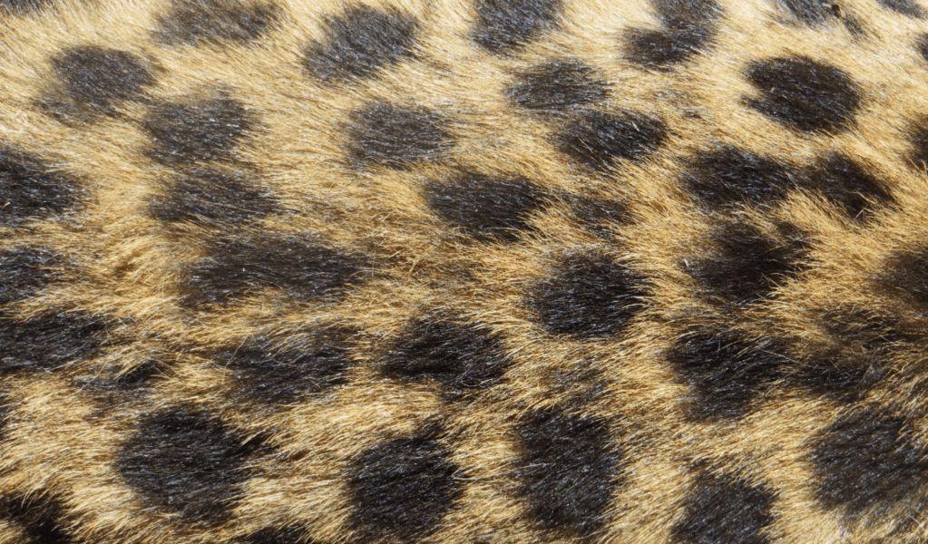 3 Animal Print Phone Cases to Go with Your Faux Fur This Winter