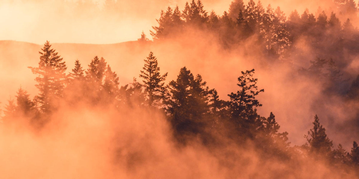 5 Fall Phone Backgrounds in Our Fave Casely Designs