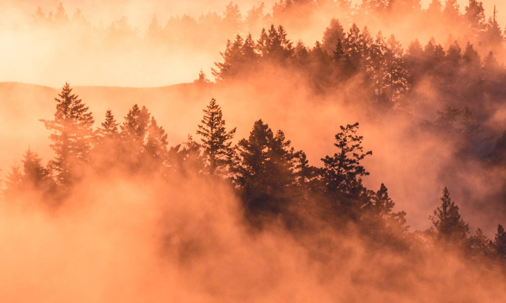 5 Fall Phone Backgrounds in Our Fave Casely Designs