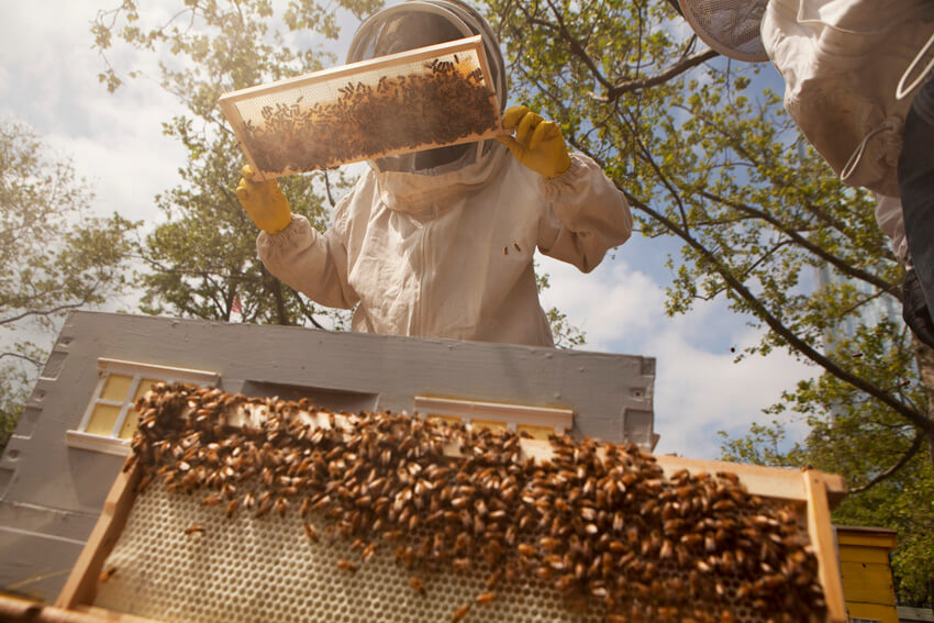 May Charity Partner: Bee Conservancy