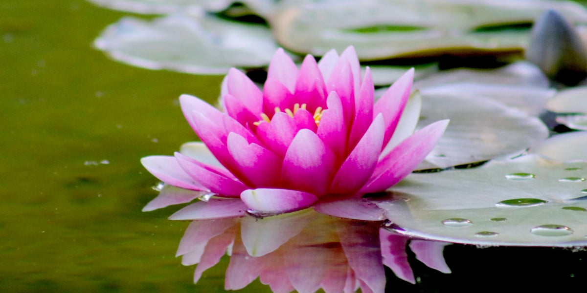 Easy on the Eye — 5 Simple & Calming Cases