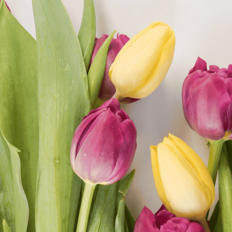 Spring Has Sprung - 5 Best Floral Cases for Spring